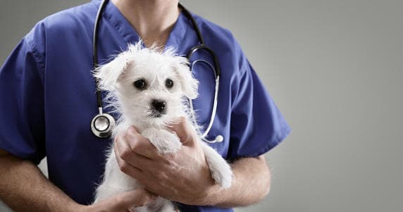 AGROVET CLINICA VETERINARIA