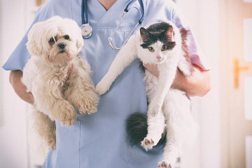 AGROVET CLINICA VETERINARIA — foto