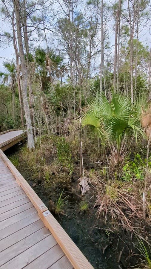 Hog Hammock Trail — foto