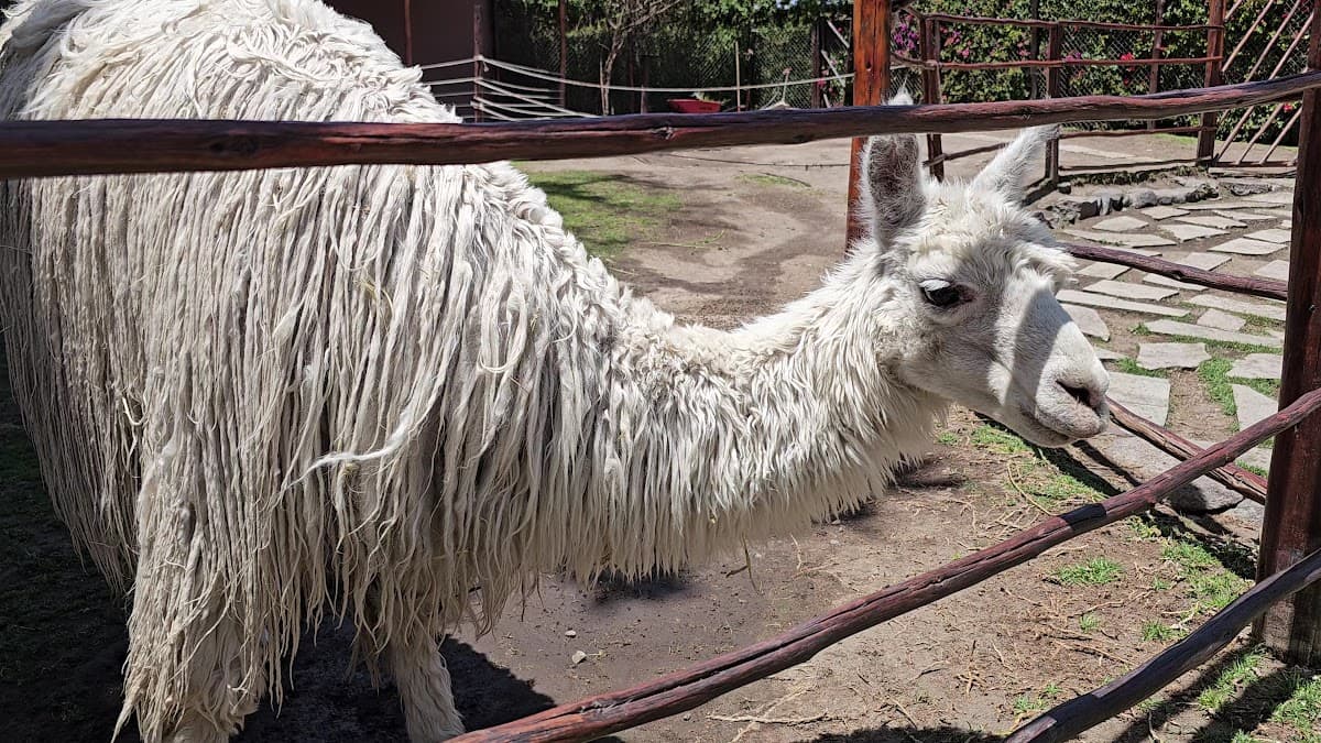 Mundo Alpaca — foto