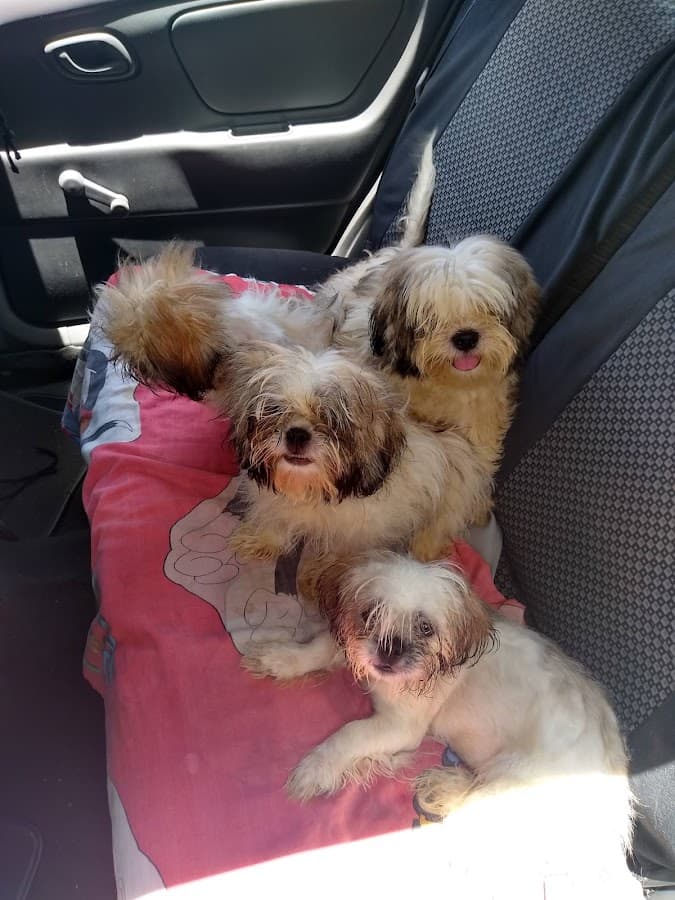 Clínica Veterinarios Especializados — foto