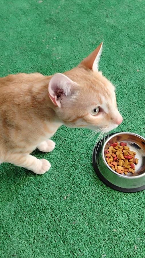 Veterinaria Spa "San Buenaventura" — foto