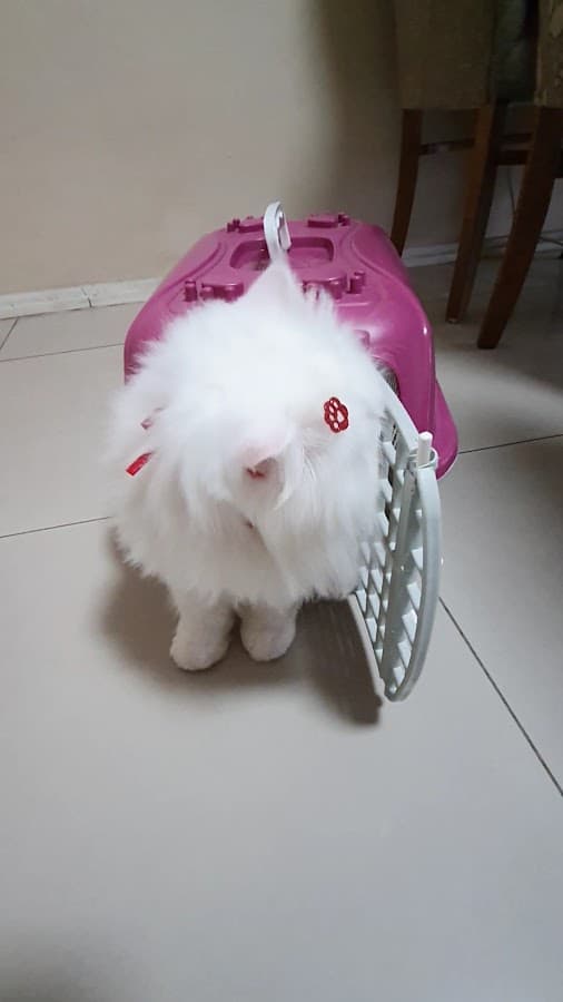 Let's Pet Boutique - Pet Shop — foto