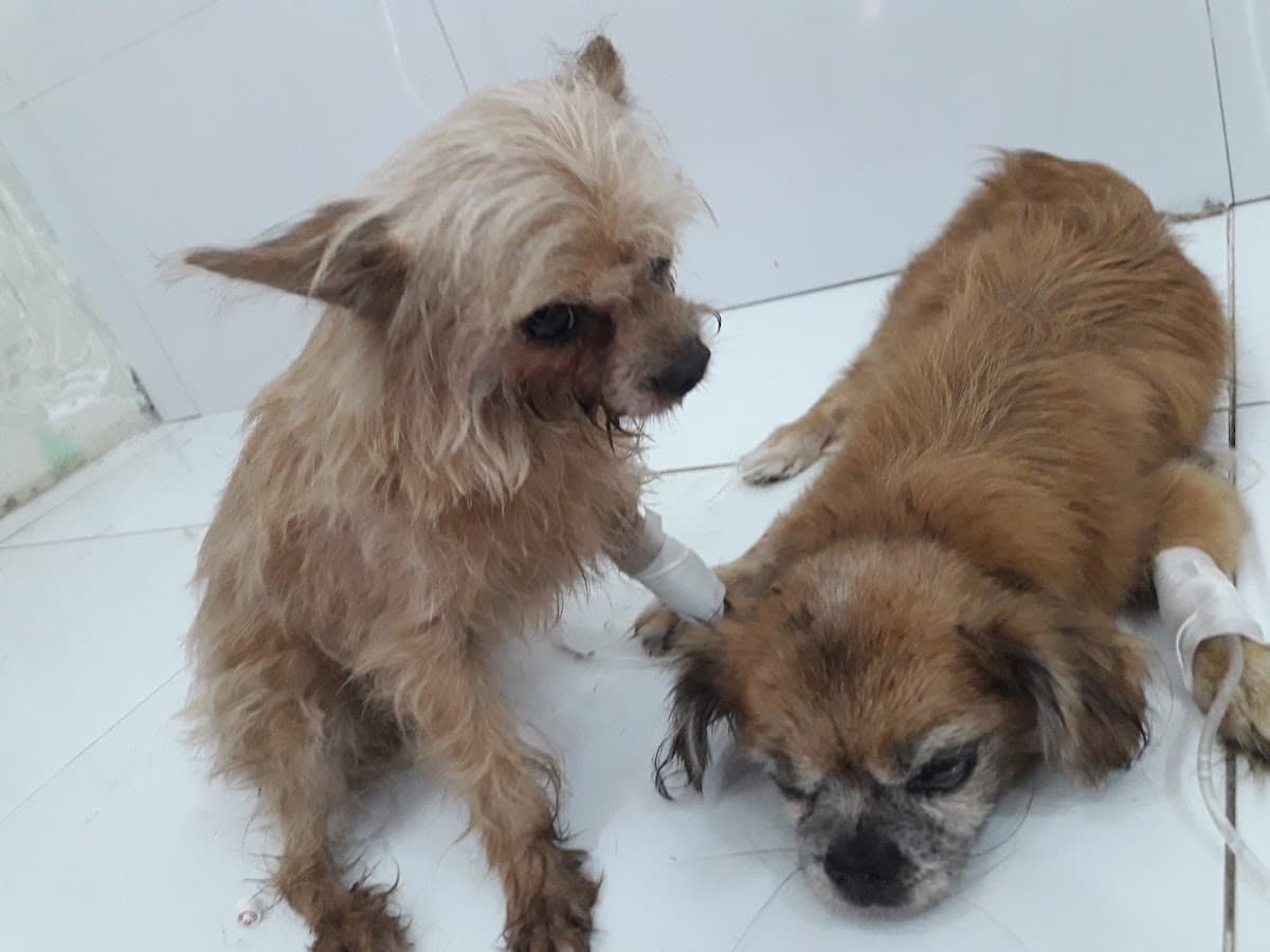 CLINICA VETERINARIA FARMANIMAL — foto