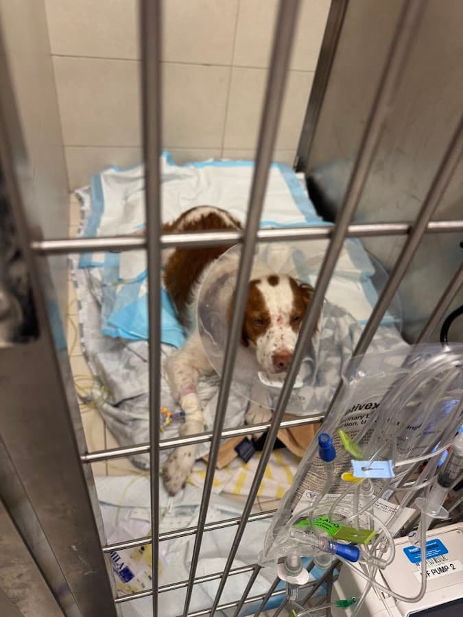 BluePearl Pet Hospital Fort Lauderdale