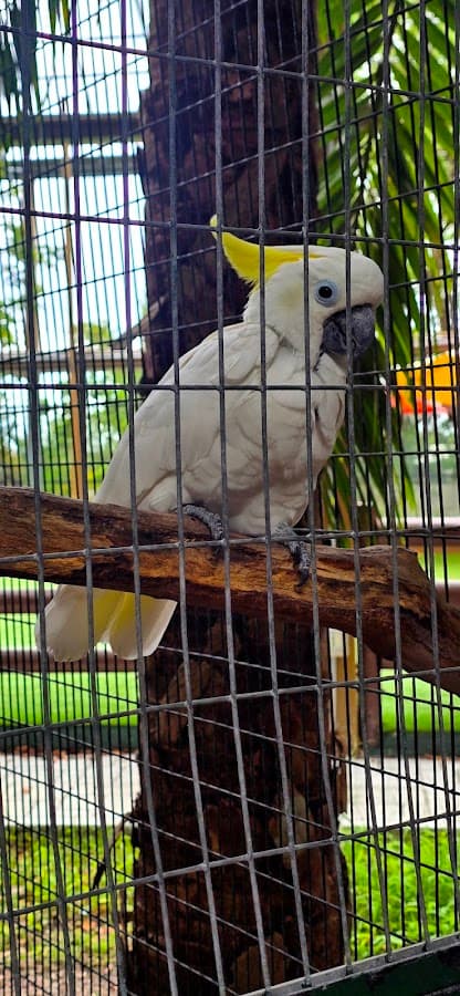 Jungle Island — foto