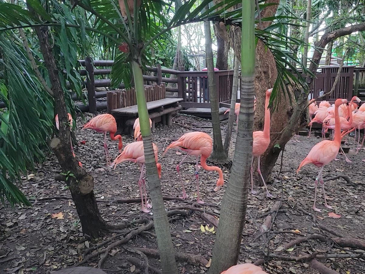 Jungle Island — foto