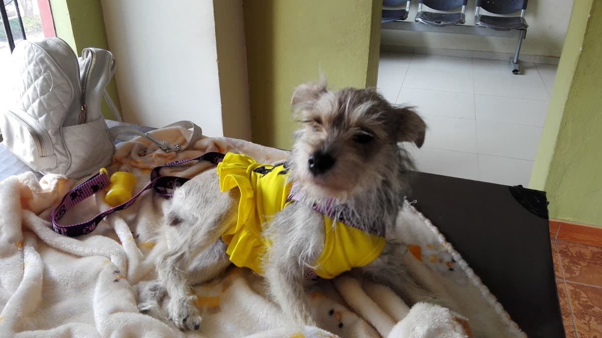 Clinica Veterinaria "Doggy" — foto