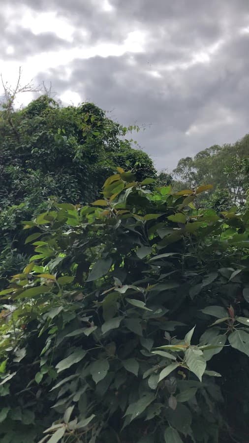 Curichi La Madre — foto