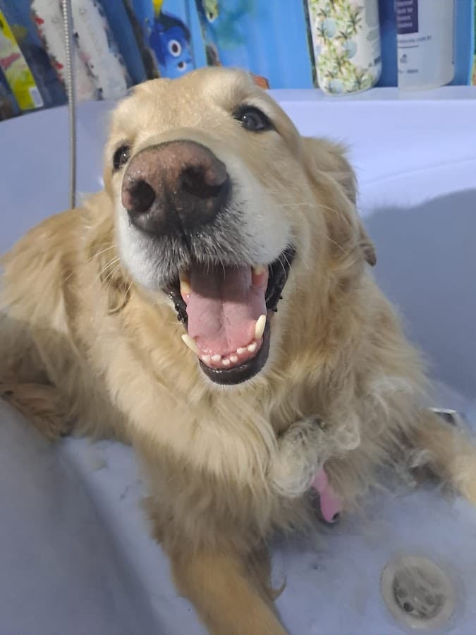 La Veterinaria De Martín — foto