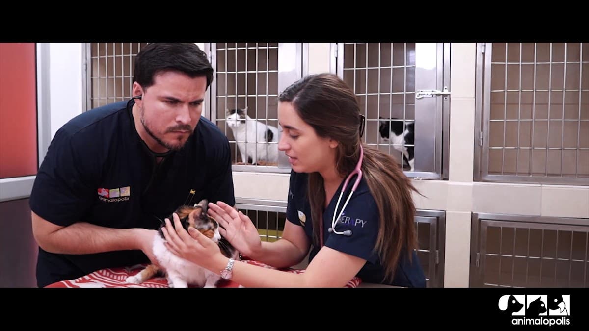 Animalopolis Hospital Clinica Veterinaria — foto
