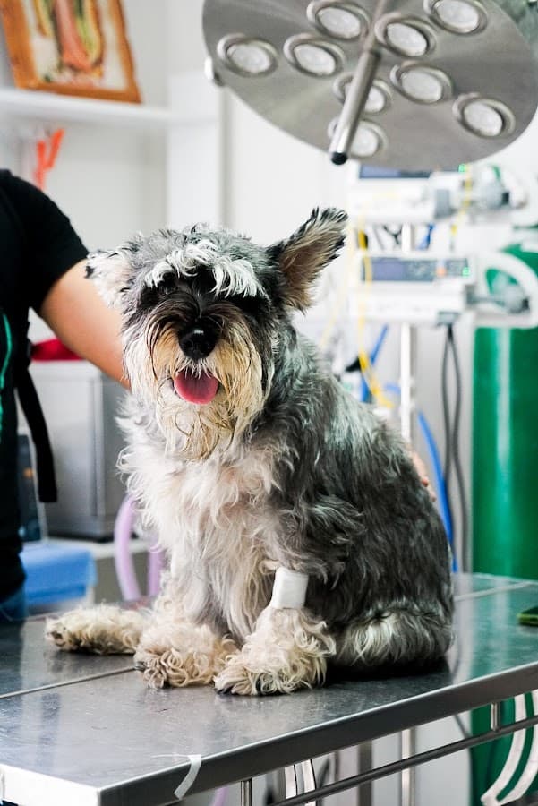 Mascovet — foto
