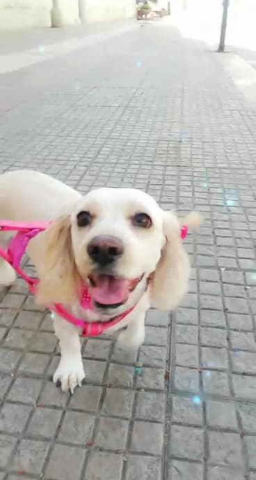 Clínica Veterinaria Super Pet — foto