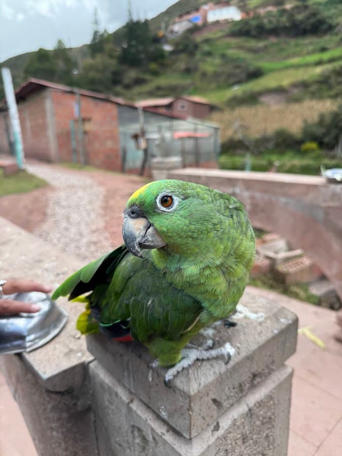 Cochahuasi Animal Sanctuary — foto