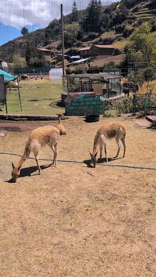 Cochahuasi Animal Sanctuary — foto