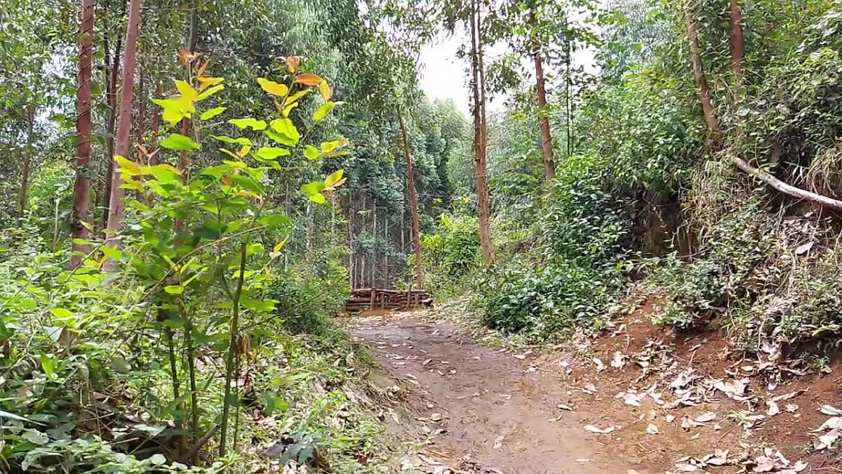 El Duende (La Torre) desde abajo — foto