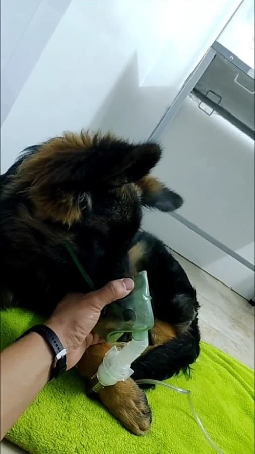 Pet+diatría Clínica Veterinaria - Urgencias Bogota 24 horas- Salud, Bienestar y Amor para tus mascotas en un solo lugar — foto