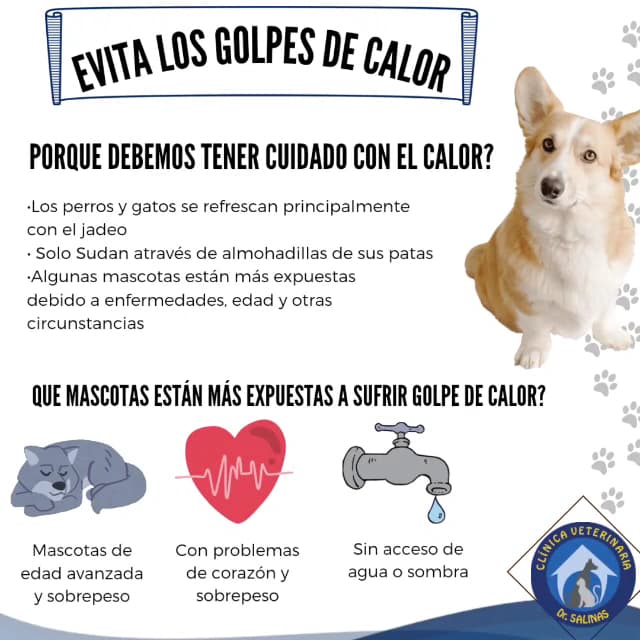 CLINICA VETERINARIA DR SALINAS — foto