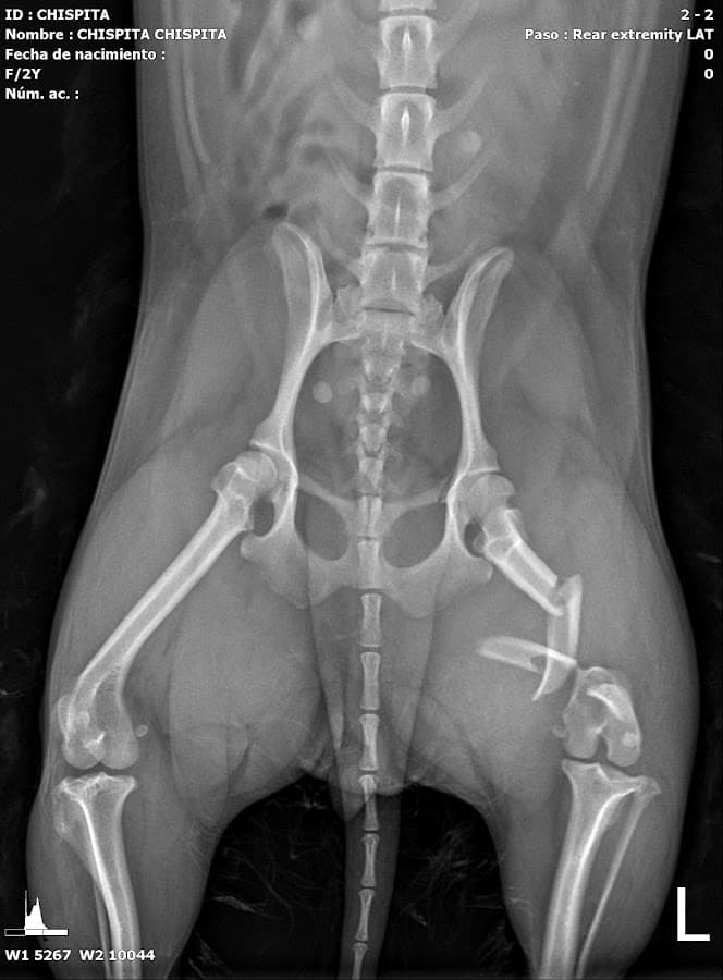 La Rivera Urgencias veterinarias 24hrs — foto