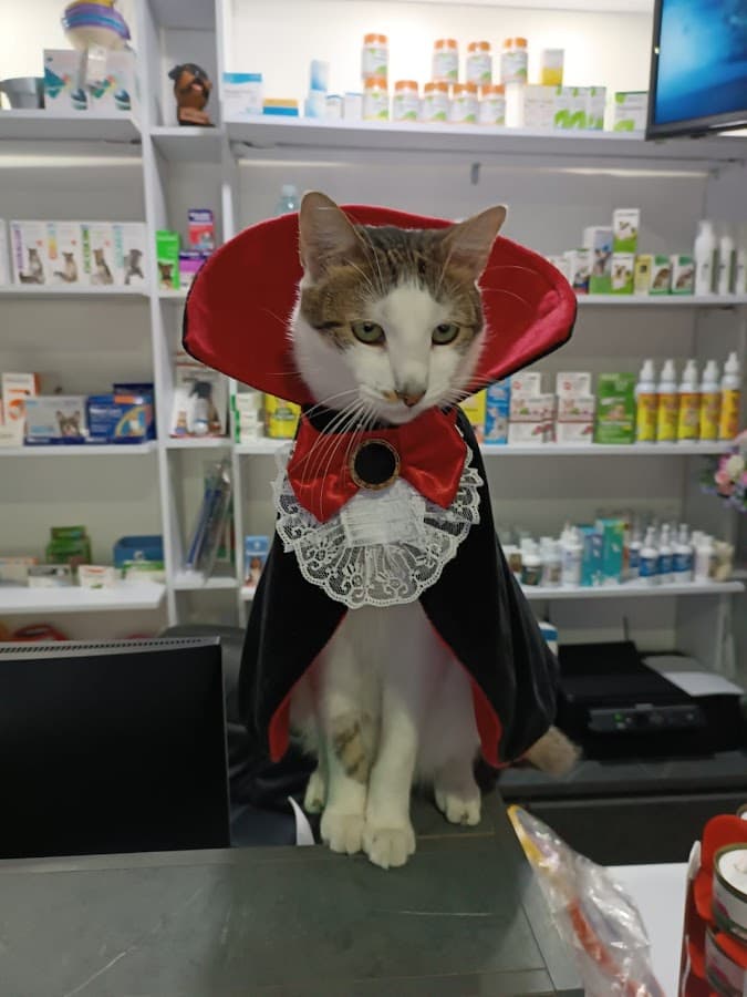 Veterinaria Dog Friendly — foto