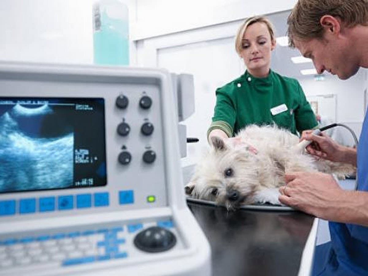Hospital Veterinario Ramiro Yauri