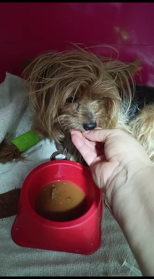 Animaia Clinica Veterinaria — foto