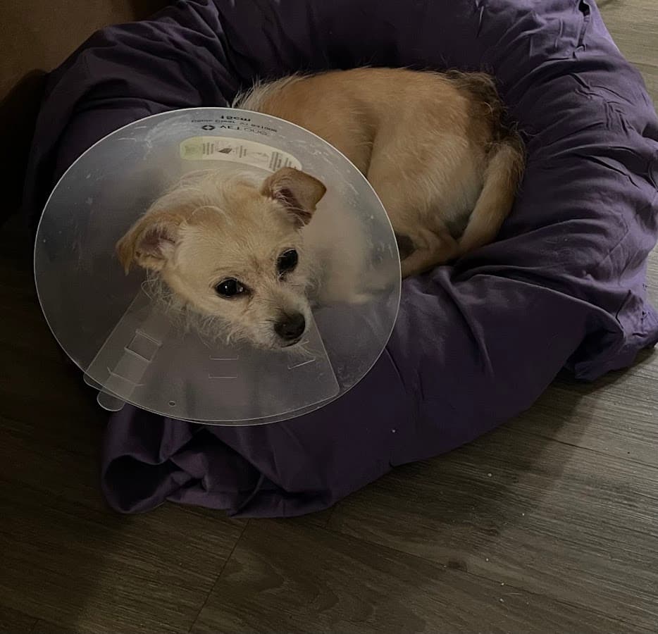 Family Pet Medical Center | 24/7 Animal Emergency & Wellness Care — foto
