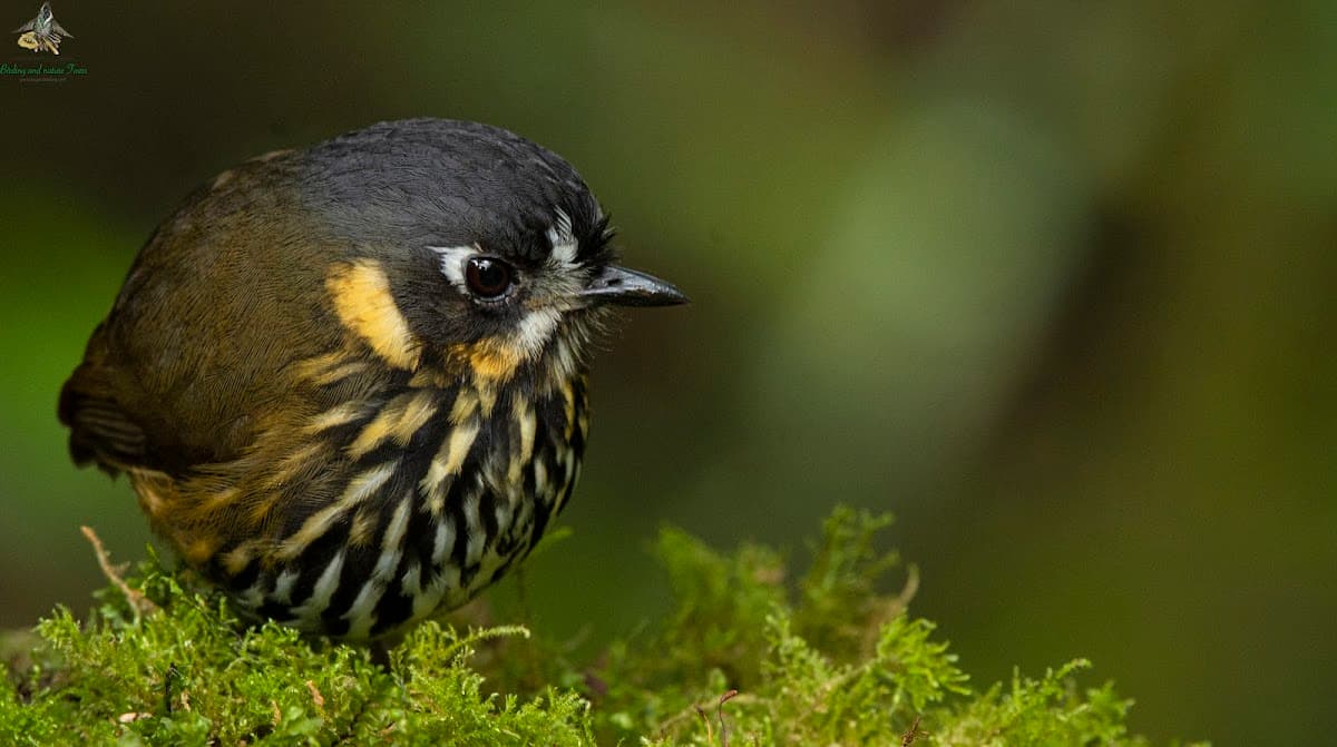 Bogota Birding and Colombia Wildlife Tours