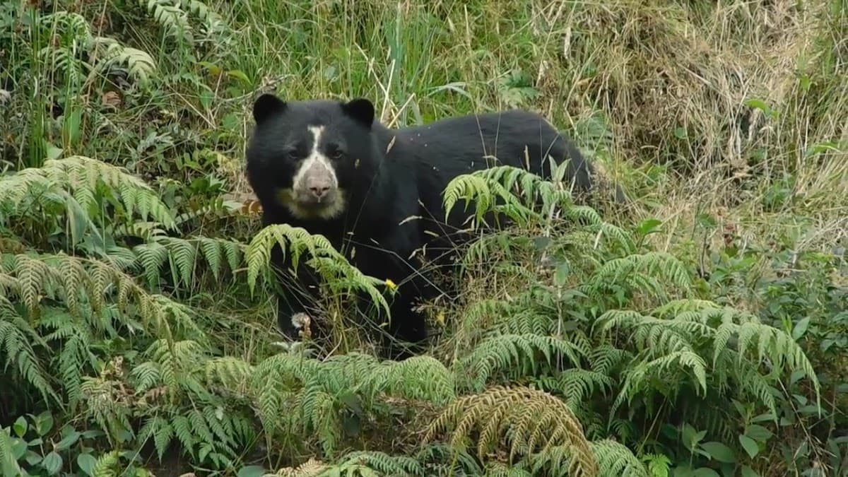 Bogota Birding and Colombia Wildlife Tours — foto