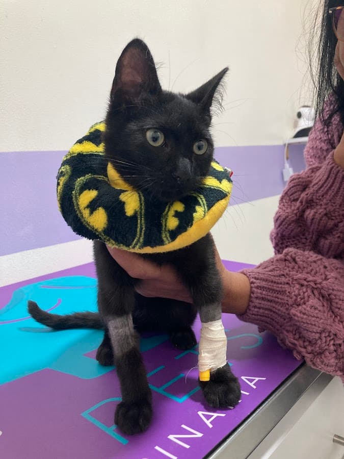 PetitsPets Urgencias Clínica Veterinaria