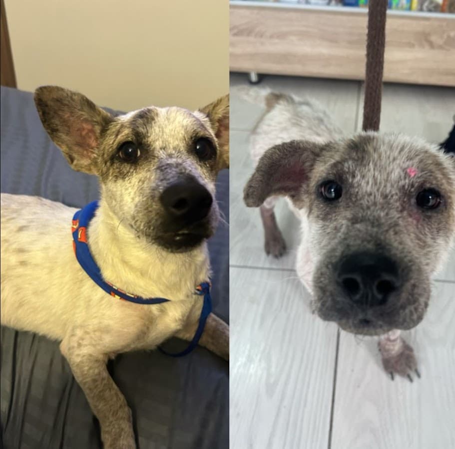 PetitsPets Urgencias Clínica Veterinaria — foto