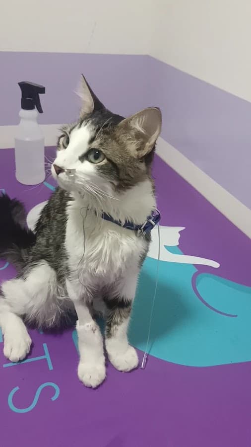 PetitsPets Urgencias Clínica Veterinaria — foto