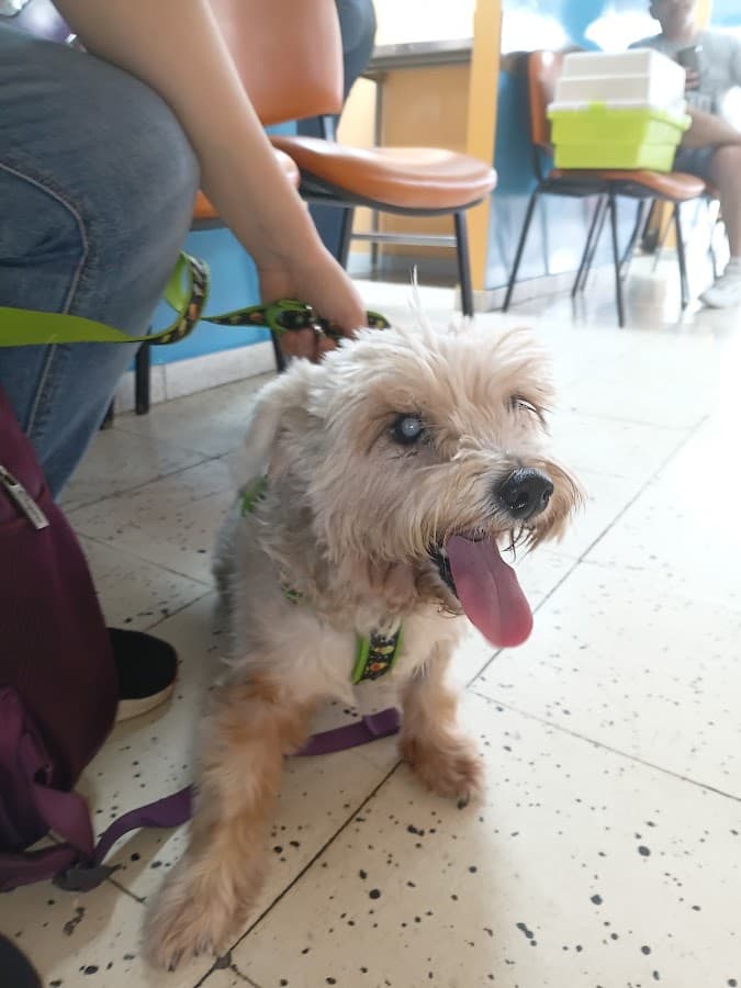 Agrocanes Clínica Veterinaria Santa elena — foto