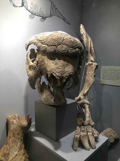 Museo de Historia Natural "Alcide d'Orbigny"