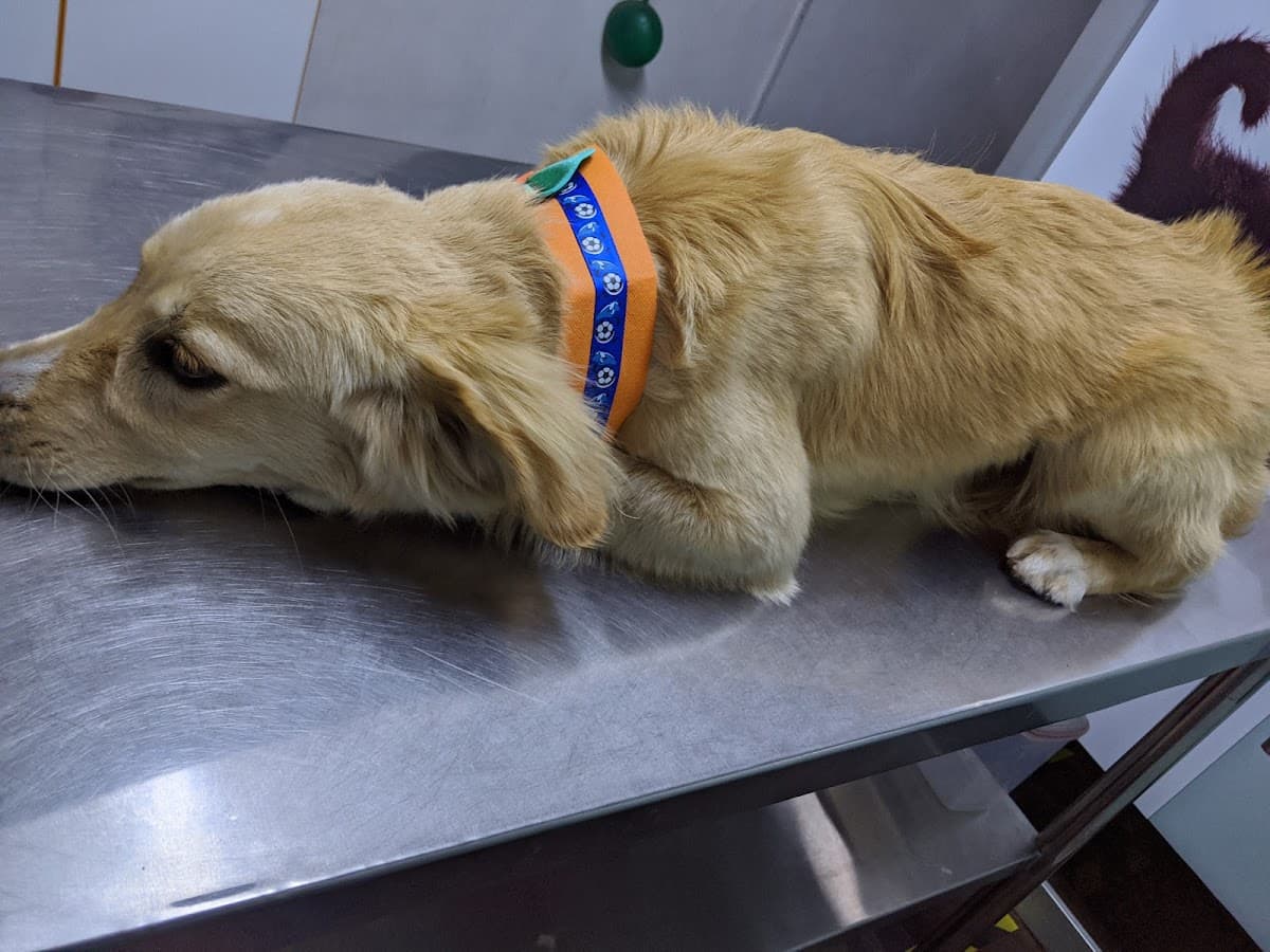 Clinica veterinaria y Pet Shop Animal Center — foto