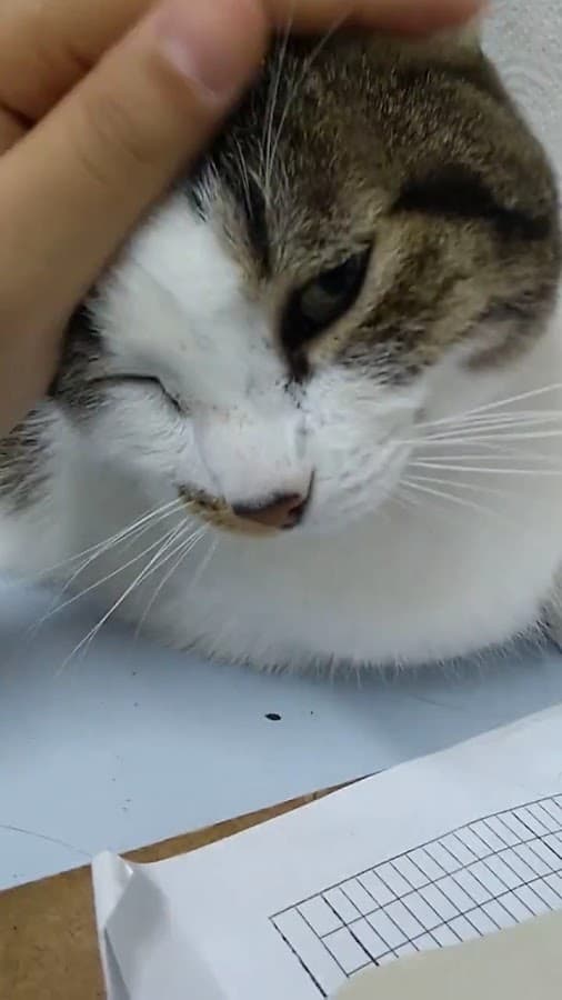 Clínica Veterinaria Paraíso de la Mascota — foto