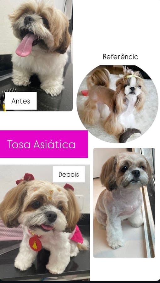 Amor de Pet - Banho e Tosa