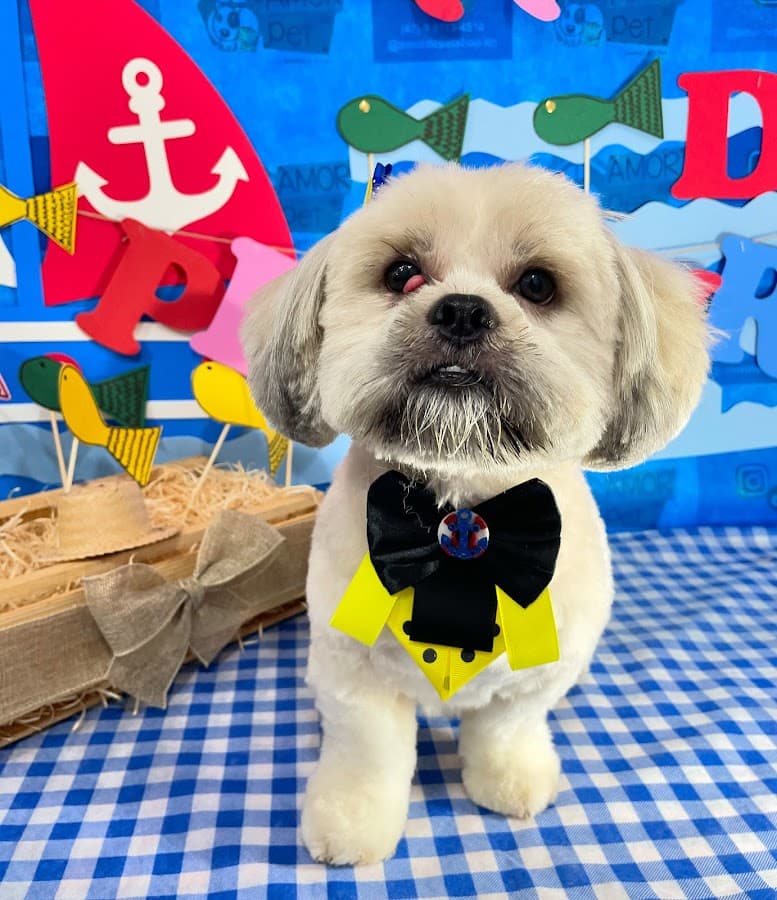Amor de Pet - Banho e Tosa — foto