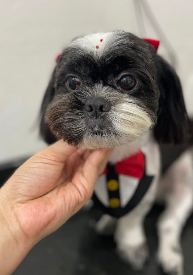 Amor de Pet - Banho e Tosa — foto