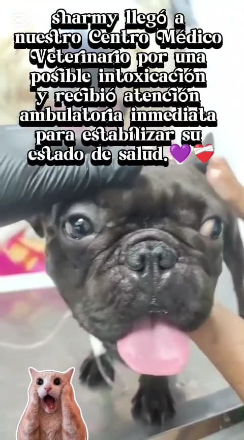 Centro Medico Veterinario Amatista — foto