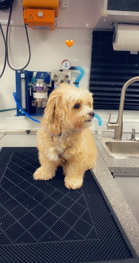 Premium Vet Care - Mobile Animal Hospital — foto