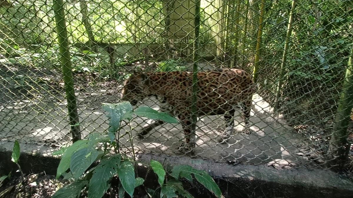 Pilpintuwasi — foto