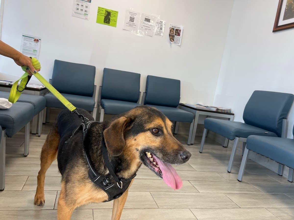 Jax Vets Affordable Animal Hospital at San Jose — foto