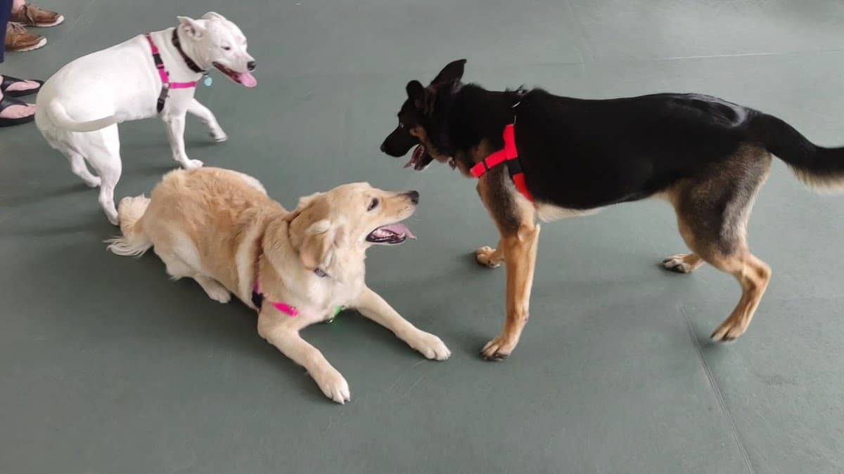 Birch Island Veterinary Center — foto