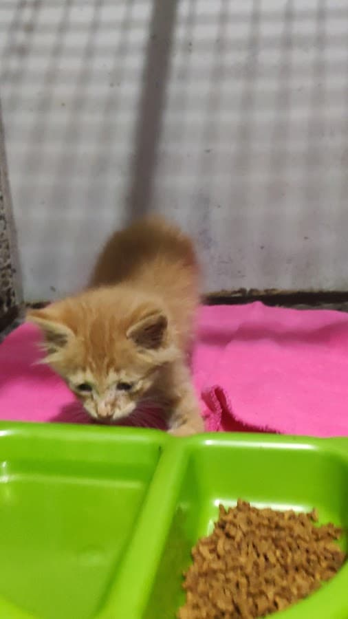 Centro Médico Veterinario Veter Salud — foto