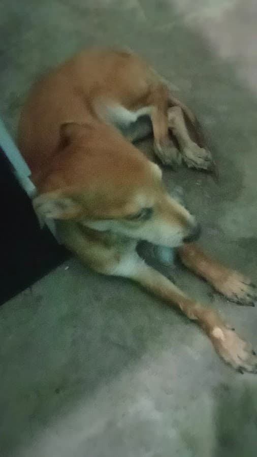 Hospital Veterinario. Dr Juan R. Barroso J. — foto
