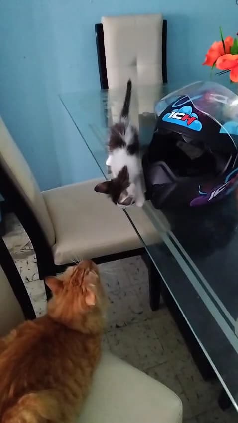 Mascotas Sanas — foto