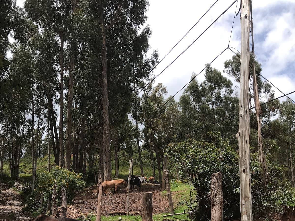 INTCOMEX PERÚ