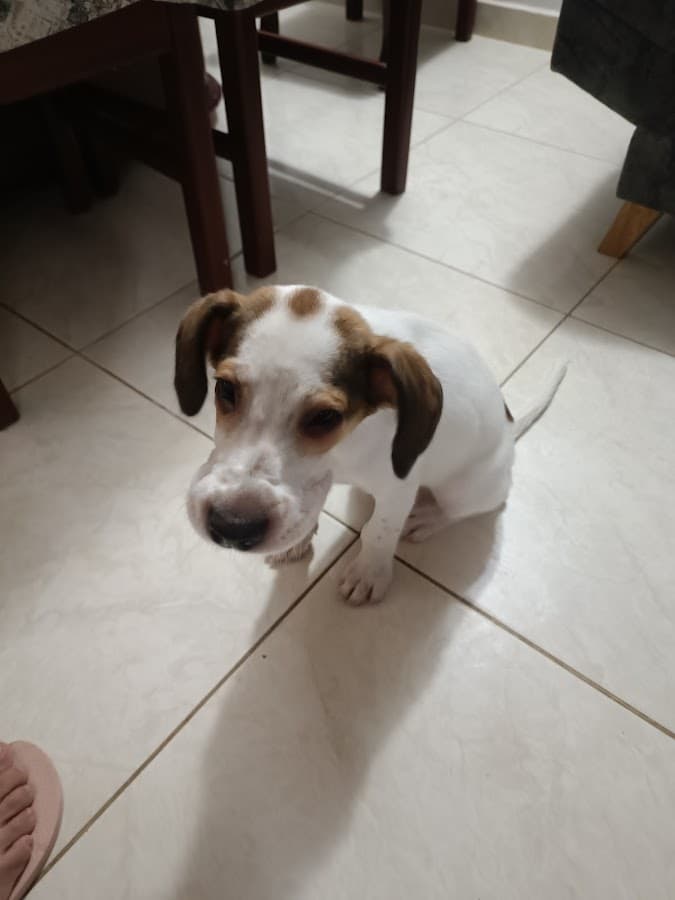 Veterinaria Agroesperanza Ltda