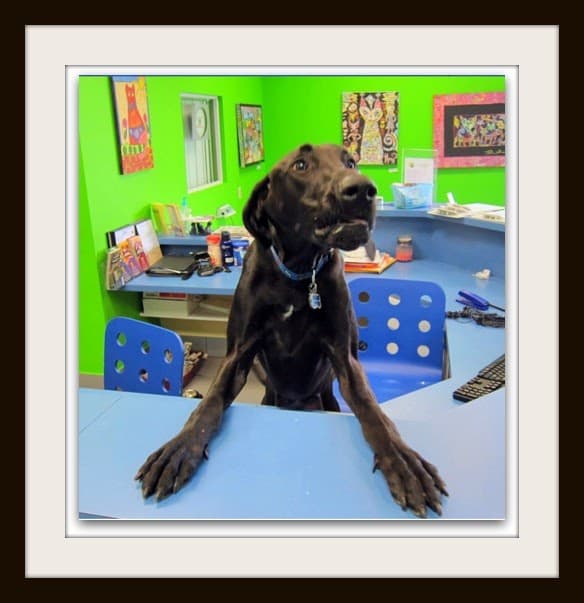 South Broward Animal Hospital